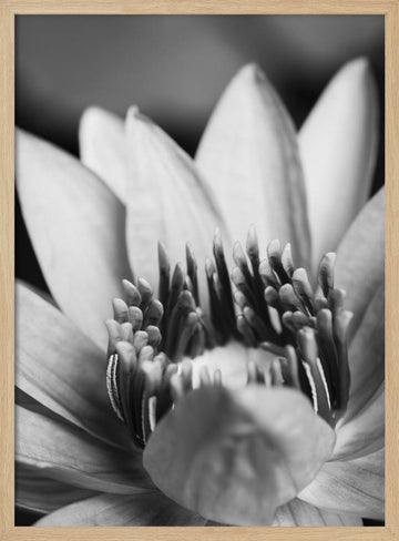 Serene Lotus Bloom | Poster - Wood Frame Interior