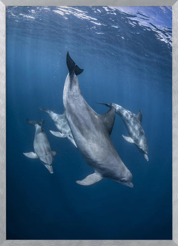 Graceful Dolphins Blue Depths | Poster - Silver Frame Interior