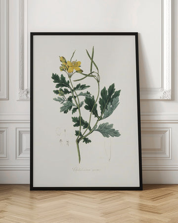 Greater Celandine (chelidonium Majus) Medical Botany | Poster - Room Interior 1