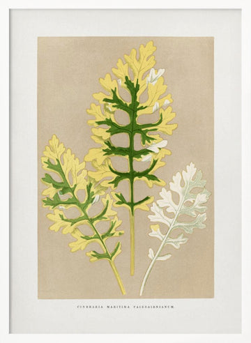 Cineraria Maritima Fairbairnianum Leaf Illustration | Poster - White Frame Interior