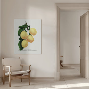 Coe's Golden Drop Plum Lithograph | Canvas - Room Interior 1