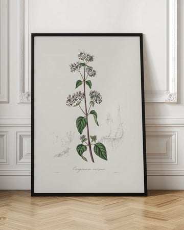 Oregano (origanum Vulgare) Medical Botany | Poster - Room Interior 1