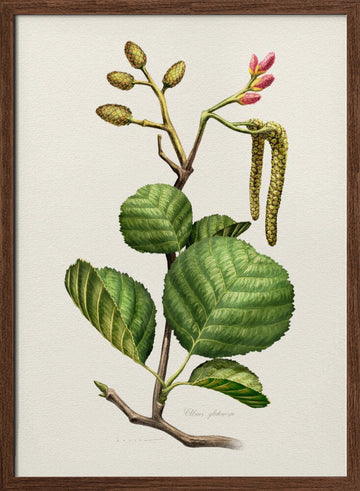 Alder Botanical Study | Poster - Walnut Frame Interior