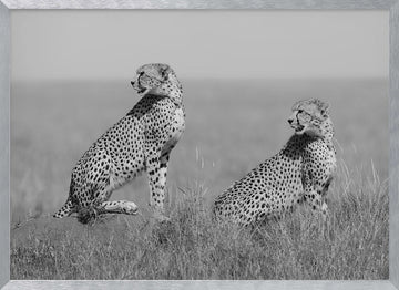 African Cheetahs Watching | Poster - Silver Frame Interior