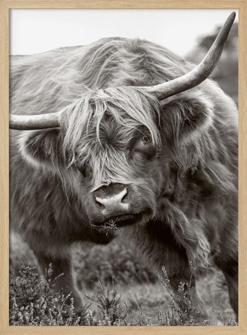 Majestic Highland Cow | Poster - Wood Frame Interior