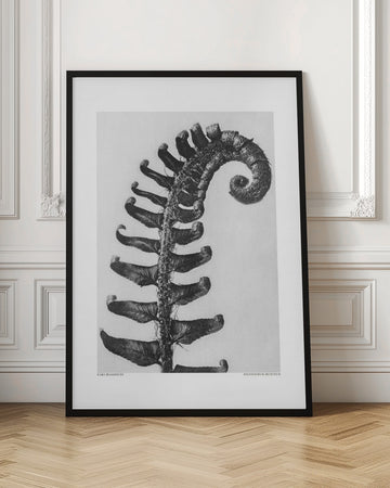 Polystichum Munitum | Poster - Room Interior 1