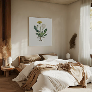 Leontodon Taraxacuma Medical Botany | Canvas - Room Interior 2