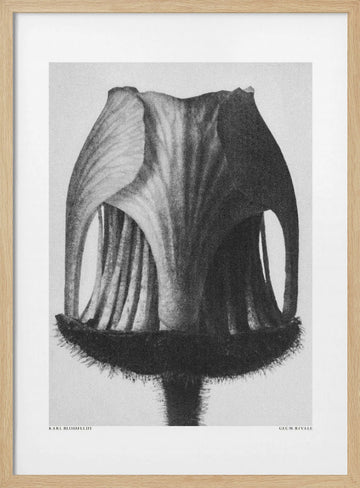 Geum Rivale | Poster - Wood Frame Interior