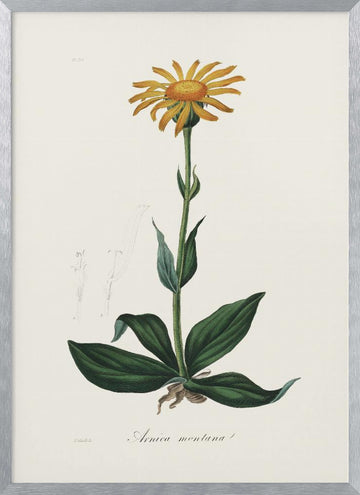 Mountain Arnica (arnica Montana) Medical Botany | Poster - Silver Frame Interior