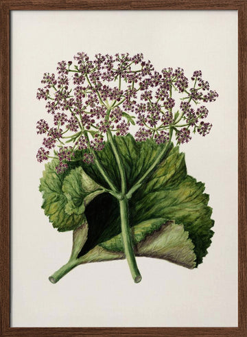 Antique Plant Ii Drawn By Sarah Featon (1848–1927) | Poster - Walnut Frame Interior