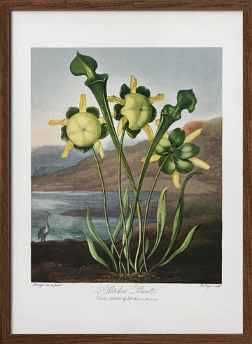 Pitcher Plant from The Temple of Flora (1807) | Poster - Walnut Frame Interior