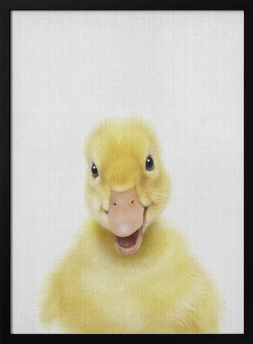 Smiling Baby Duck | Poster - Black Metal Frame Interior