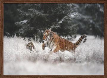 Playful Winter Tigers | Poster - Walnut Frame Interior