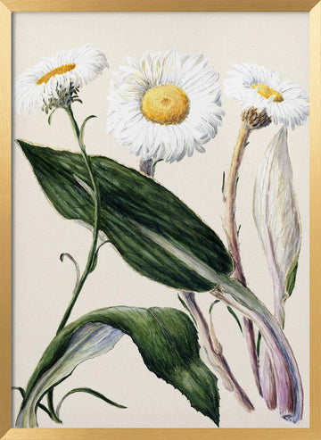 New Zealand Mountain Daisies Drawn By Sarah Featon (1848–1927 | Poster - Gold Frame Interior