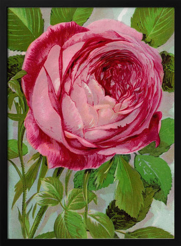 Pink Rose, Mrs John Laing Lithograph | Poster - Black Metal Frame Interior