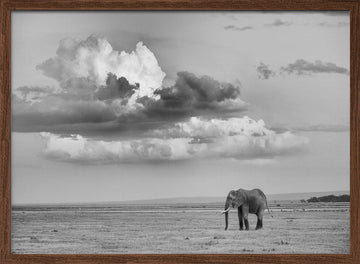 Lone Elephant Under Dramatic Sky | Poster - Walnut Frame Interior