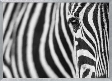 Zebra's Intense Eye | Poster - Silver Frame Interior