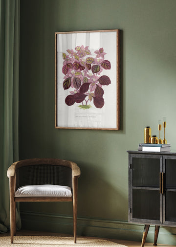 Pink Teleianthera Ficoidea Leaf Illustration | Poster - Room Interior 2