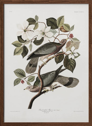 Brand Tailed Pigeon From Birds Of America (1827) | Poster - Walnut Frame Interior