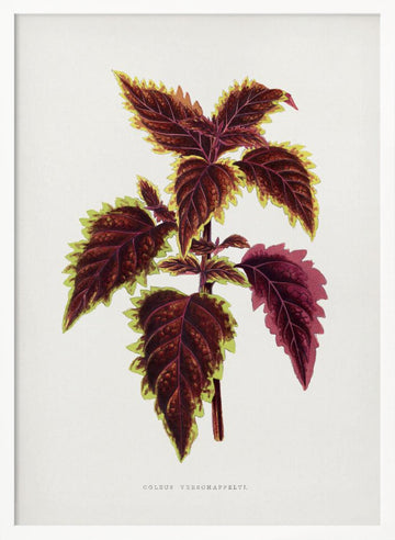Pink Coleus Leaf Illustration | Poster - White Frame Interior