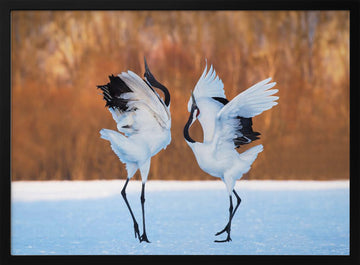 Dancing Red-crowned Cranes | Poster - Black Metal Frame Interior
