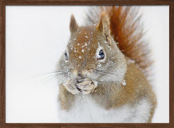 Red Squirrel In Snow | Poster - Walnut Frame Interior