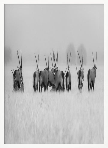 Oryx in the Mist | Poster - White Frame Interior