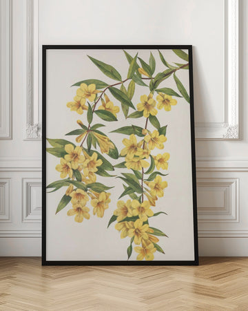 Carolina Jessamine From North American Wildflowers (1925) By Mary Vaux Walcott | Poster - Room Interior 1