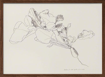 Radish Botanical Drawing | Poster - Walnut Frame Interior