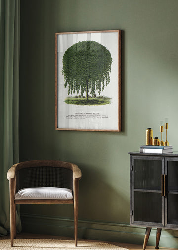 Kilmarnock Weeping Willow Tree Lithograph | Poster - Room Interior 2