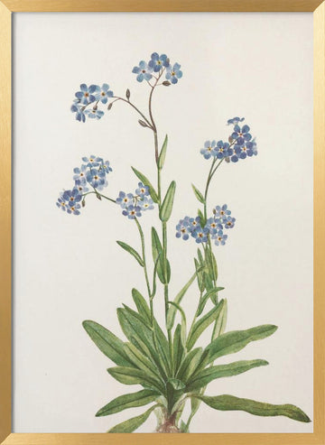 Alpine Forget Me Not From North American Wildflowers (1925) By Mary Vaux Walcott | Poster - Gold Frame Interior