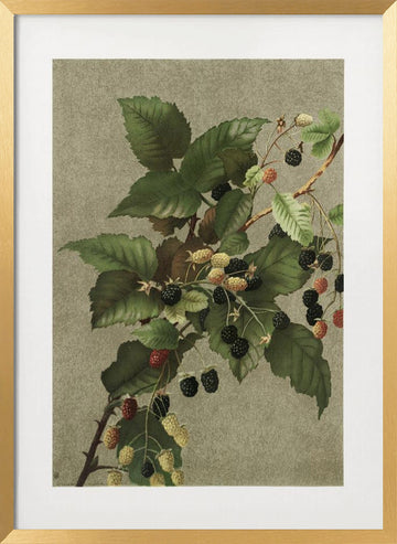 Blackberries | Poster - Gold Frame Interior