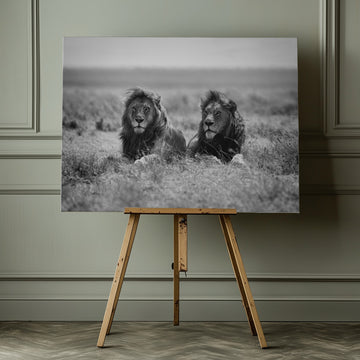 Two Majestic Lions | Canvas - Room Interior 1