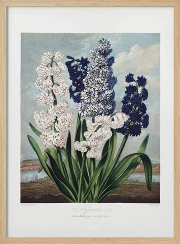 Hyacinths from The Temple of Flora (1807) | Poster - Wood Frame Interior
