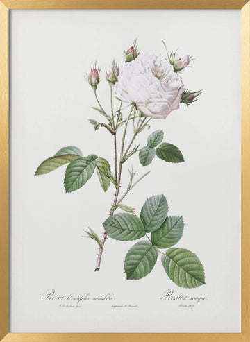 Cabbage Rose White Provence, Les Roses (1817–1824) | Poster - Gold Frame Interior