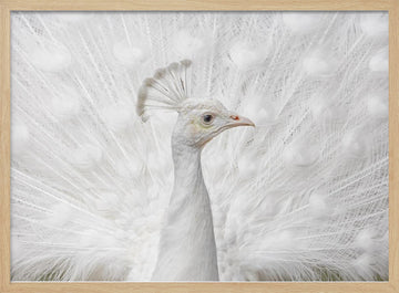 White Peacock Display | Poster - Wood Frame Interior