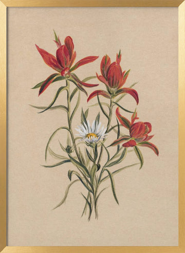 Indian Paintbrush (1883) | Poster - Gold Frame Interior