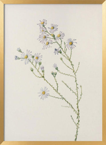Pineland Aster From North American Wildflowers (1925) By Mary Vaux Walcott. | Poster - Gold Frame Interior