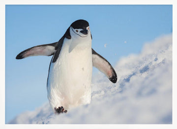 Playful Penguin Slide | Poster - White Frame Interior