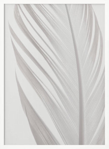 Delicate White Feather | Poster - White Frame Interior