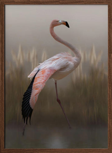 Graceful Flamingo | Poster - Walnut Frame Interior