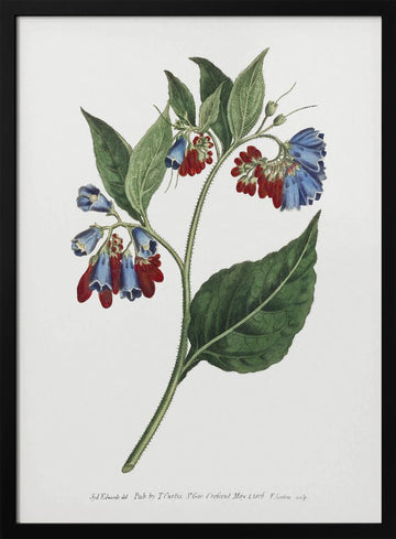 Symphyum Asperrim 1806   Flower Garden Displayed By Francis Sansom | Poster - Black Metal Frame Interior