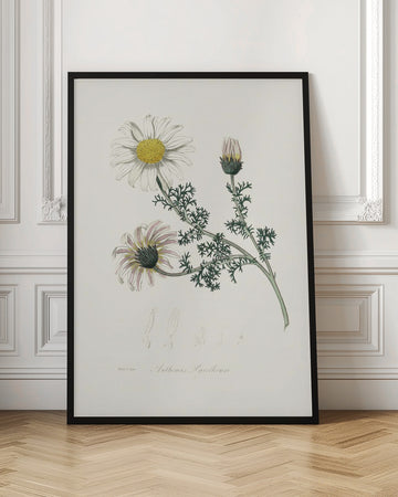Mount Atlas Daisy (anthemis Pyrethrum) Medical Botany | Poster - Room Interior 1