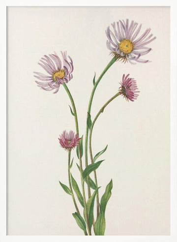 Alaska Fleabane From North American Wildflowers (1925) By Mary Vaux Walcott. | Poster - White Frame Interior