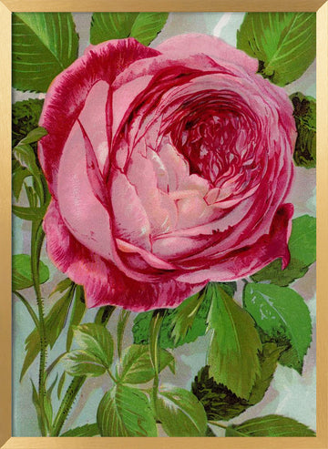 Pink Rose, Mrs John Laing Lithograph | Poster - Gold Frame Interior