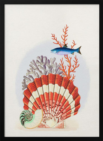 Scallop Shell Coral Fish | Poster - Black Metal Frame Interior
