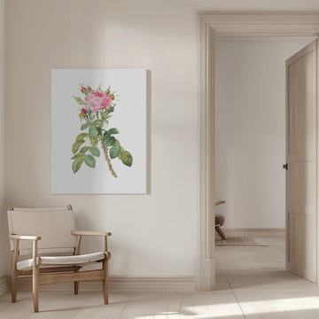 Rosa Bifera Macrocarpa, Les Roses (1817–1824) | Canvas - Room Interior 1