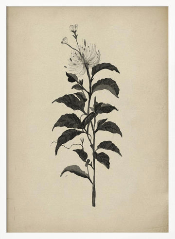 Vintage Botanical Illustration | Poster - White Frame Interior