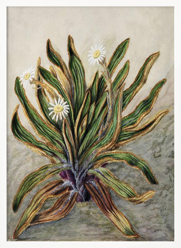 Mountain Daisy Drawn By Sarah Featon (1848–1927) | Poster - White Frame Interior