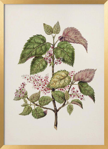 Makomako   Aristotelia Racemosa Drawn By Sarah Featon (1848–1927) | Poster - Gold Frame Interior